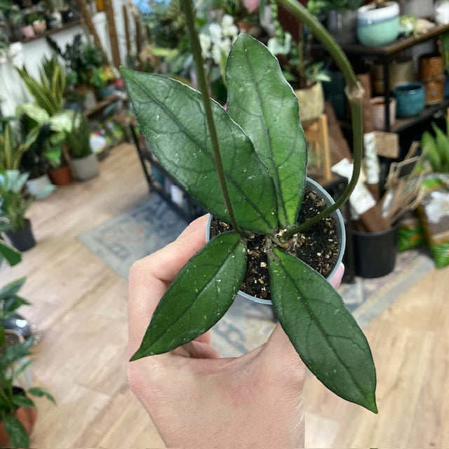 Hoya crassipetiolata