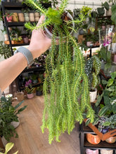 Kép betöltése a galériamegjelenítőbe: Huperzia squarrosa (Lycopodium squarrosum)
