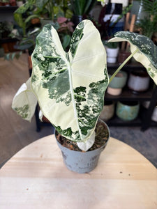 Alocasia "Frydek" variegata 2.