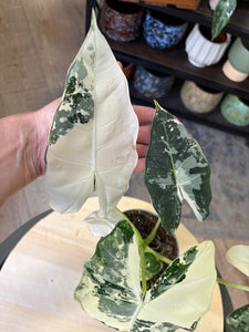 Alocasia "Frydek" variegata 2.
