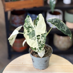 Alocasia "Frydek" variegata 2.