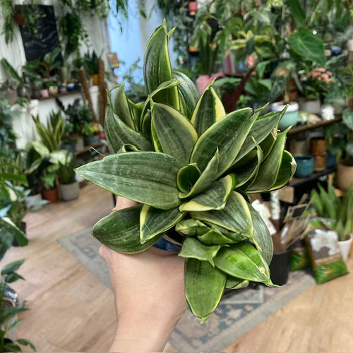 Sansevieria trif. 