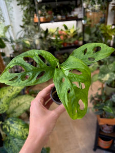 Monstera adansonii kicsi - Monstera "Monkey leaf"