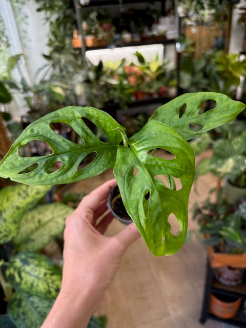 Monstera adansonii kicsi - Monstera 