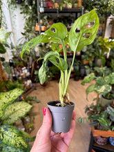 Kép betöltése a galériamegjelenítőbe: Monstera adansonii kicsi - Monstera &quot;Monkey leaf&quot;
