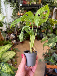 Monstera adansonii kicsi - Monstera "Monkey leaf"