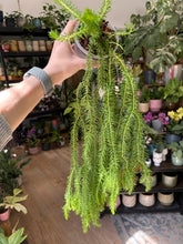 Kép betöltése a galériamegjelenítőbe: Huperzia squarrosa (Lycopodium squarrosum)
