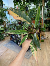 Kép betöltése a galériamegjelenítőbe: Philodendron caramel marble
