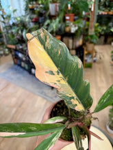 Kép betöltése a galériamegjelenítőbe: Philodendron caramel marble
