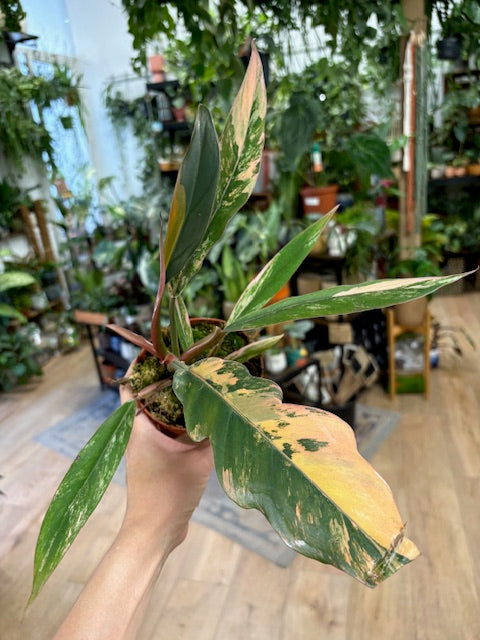 Philodendron caramel marble
