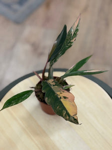 Philodendron caramel marble