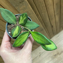 Kép betöltése a galériamegjelenítőbe: Hoya DS-70 variegata mini - Tropical Home 
