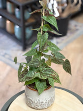 Kép betöltése a galériamegjelenítőbe: Dioscorea discolor
