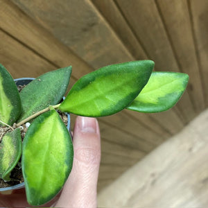 Hoya DS-70 variegata mini - Tropical Home 