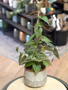 Dioscorea discolor