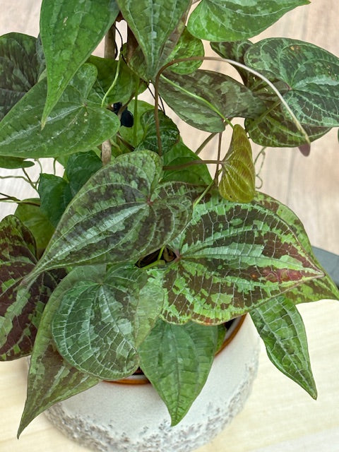 Dioscorea discolor