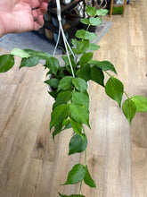 Kép betöltése a galériamegjelenítőbe: Hoya polyneura - Viaszvirág - Fishtail hoya - Tropical Home 
