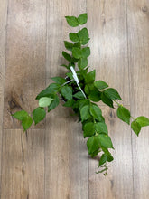 Kép betöltése a galériamegjelenítőbe: Hoya polyneura - Viaszvirág - Fishtail hoya - Tropical Home 
