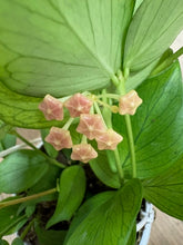 Kép betöltése a galériamegjelenítőbe: Hoya polyneura - Viaszvirág - Fishtail hoya - Tropical Home 
