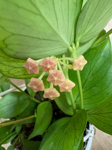 Hoya polyneura - Viaszvirág - Fishtail hoya - Tropical Home 