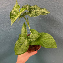 Kép betöltése a galériamegjelenítőbe: Syngonium podophyllum mottled &quot;Mojito&quot; - Nyíllevél &quot;Mojito&quot;- Arrowhead vine
