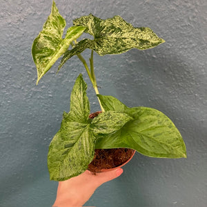 Syngonium podophyllum mottled "Mojito" - Nyíllevél "Mojito"- Arrowhead vine