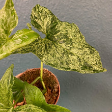 Kép betöltése a galériamegjelenítőbe: Syngonium podophyllum mottled &quot;Mojito&quot; - Nyíllevél &quot;Mojito&quot;- Arrowhead vine
