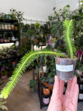 Kép betöltése a galériamegjelenítőbe: Huperzia squarrosa (Lycopodium squarrosum)
