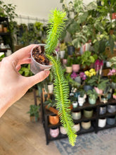 Kép betöltése a galériamegjelenítőbe: Huperzia squarrosa (Lycopodium squarrosum)

