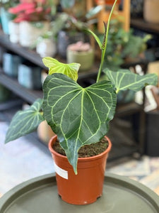 Anthurium "Delta force" 1. 17cm cserépátmérő