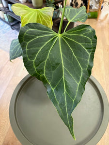 Anthurium "Delta force" 1. 17cm cserépátmérő