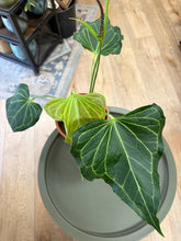 Kép betöltése a galériamegjelenítőbe: Anthurium &quot;Delta force&quot; 1. 17cm cserépátmérő
