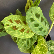 Kép betöltése a galériamegjelenítőbe: Maranta &quot;Light veins&quot; - Nyílgyökér - Prayer plant - Tropical Home 
