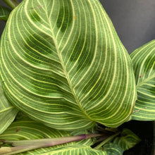 Kép betöltése a galériamegjelenítőbe: Maranta &quot;Light veins&quot; - Nyílgyökér - Prayer plant - Tropical Home 
