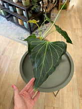 Kép betöltése a galériamegjelenítőbe: Anthurium &quot;Delta force&quot; 2. 17cm cserépátmérő
