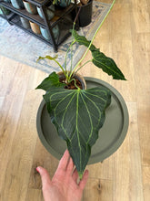 Kép betöltése a galériamegjelenítőbe: Anthurium &quot;Delta force&quot; 2. 17cm cserépátmérő
