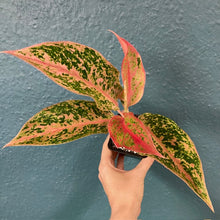 Kép betöltése a galériamegjelenítőbe: Aglaonema &quot;Prestige&quot;  9cm - Rákvirág - Chinese Evergreen
