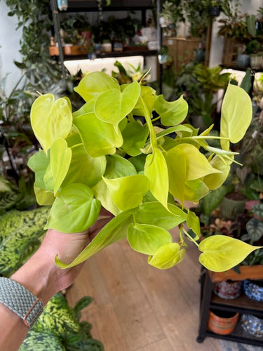 Philodendron lemon lime - Szívlevelű filodendron lemon lime - Tropical Home 