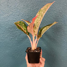 Kép betöltése a galériamegjelenítőbe: Aglaonema &quot;Prestige&quot;  9cm - Rákvirág - Chinese Evergreen
