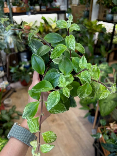 Aeschynanthus lobbianus variegata - Tropical Home 