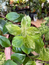 Kép betöltése a galériamegjelenítőbe: Aeschynanthus lobbianus variegata - Tropical Home 
