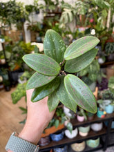 Kép betöltése a galériamegjelenítőbe: Hoya verticillata IML 1618 (Hoya wibergiae)
