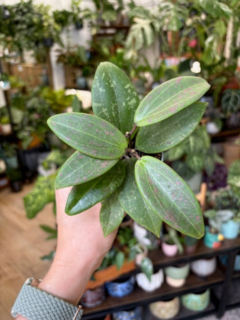 Hoya verticillata IML 1618 (Hoya wibergiae)