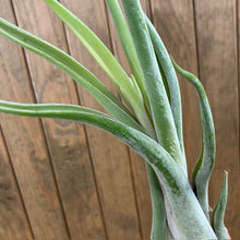 Kép betöltése a galériamegjelenítőbe: Tillandsia caput medusae - Air plant
