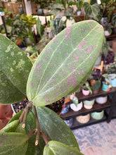 Kép betöltése a galériamegjelenítőbe: Hoya verticillata IML 1618 (Hoya wibergiae)

