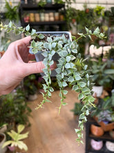 Kép betöltése a galériamegjelenítőbe: Dischidia ruscifolia "Million hearts" variegata 8cm
