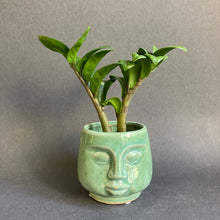 Kép betöltése a galériamegjelenítőbe: Zamioculcas zamiifolia &quot;Zenzi&quot; - Agglegénypálma &quot;Zenzi&quot; - Tropical Home 
