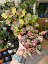 Kép betöltése a galériamegjelenítőbe: Pink Fittonia duo - Hálóslevél - Nerve plant - Tropical Home 
