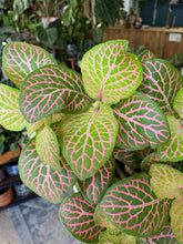 Kép betöltése a galériamegjelenítőbe: Pink Fittonia duo - Hálóslevél - Nerve plant - Tropical Home 
