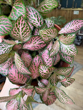 Kép betöltése a galériamegjelenítőbe: Pink Fittonia duo - Hálóslevél - Nerve plant - Tropical Home 
